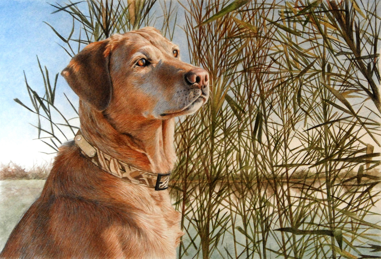 Yellow Lab in the Reeds