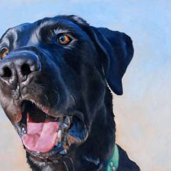 An original oil painting of a Black Lab - mainly a head close up.