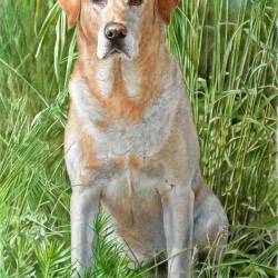 A watercolor portrait of a Yellow Lab posing in tall grasses.
