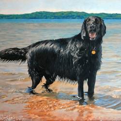 An oil painting of a Flat Coated Retriever wading in a lake.