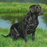 An oil painting of a Black Lab near a pond ready to retrieve.