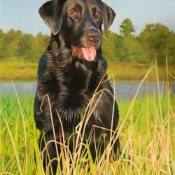 An oil painting of a Retriever National Champion Black Lab named Grady.
