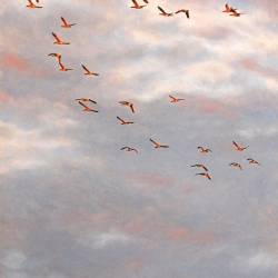 An oil painting of a Black Lab looking up at flying geese.