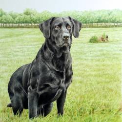 A watercolor painting of a hunt test Black Lab named Kash on the hunt test grounds.