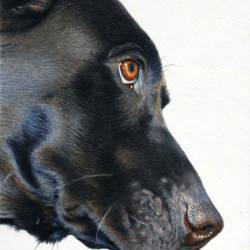 A close up watercolor painting of a profile of a Black Labrador Retriever.