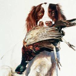 A watercolor painting of a Springer Spaniel holding a pheasant.