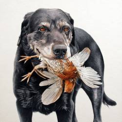 A watercolor painting of a Black Lab with a quail in its mouth.