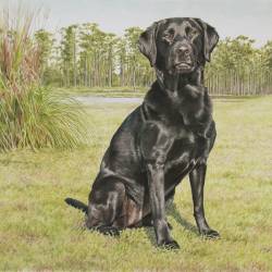A watercolor of a Black Lab near a pond in south Georgia.