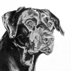 A graphite portrait of a Black Labrador Retriever.