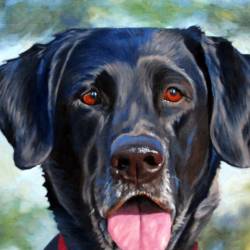 An oil painting of a Black Lab named Midge - a close up head study.