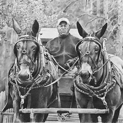A graphite drawing of a rider and mule wagon at a Bird Dog Field Trial.