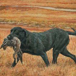 An oil painting of a Field Trial Champion Black Lab retrieving a duck.