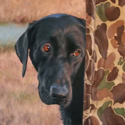 An oil painting of a Black Lab peeking from behind a duck blind.
