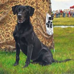 Oil Painting of a Black Lab Field Trial dog waiting behind the duck blind
