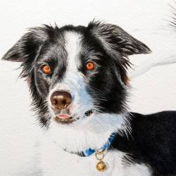 Watercolor painting of as Border Collie named Panda.