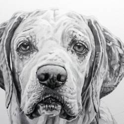 A graphite portrait of a close up view of a Pointer.