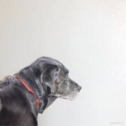 Watercolor painting of a Black Lab waiting for his owner to come home.