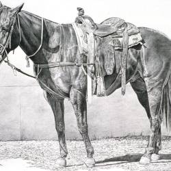 A graphite drawing of a champion rodeo horse.
