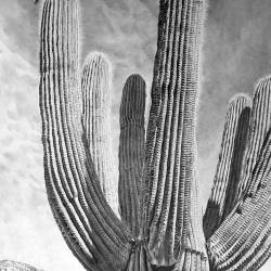 A graphite of a cactus wrne sitting on top of a saguaro cactus in Arizona.