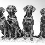 Black Labs Graphite Portrait - "Sallie's Labs" A graphite drawing of four Black Labs posing together.