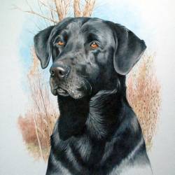 A watercolor portrait of a Black Lab.
