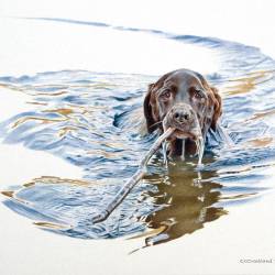 A watercolor painting of a Chocolate Lab named Slider fetching a stick in water.