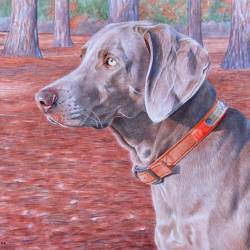 A watercolor painting of a Weimaraner Bird Dog.