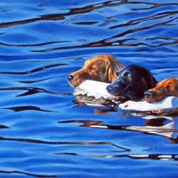 An oil painting of a Black Lab, Yellow Lab and Golden Retriever fetching two bumpers together in water.