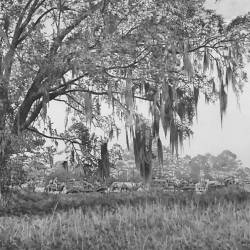 A graphite drawing of field trial wagons going under a Live Oak.