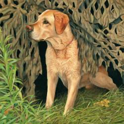 An oil painting of a Yellow Lab looking out from a duck blind amidst golden rods.