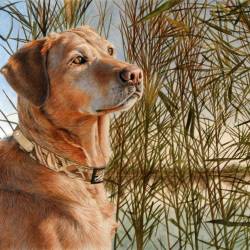 A watercolor painting of a yellow lab in a duck hunting scene by reeds near a pond
