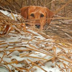 An oil painting of a Yellow Lab named Bones in a winter duck blind.
