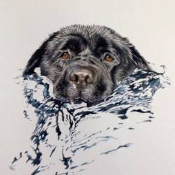 A Black Lab swimming in water.