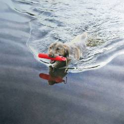 A watercolor painting of a Yellow Lab retrieving a bumper in water.