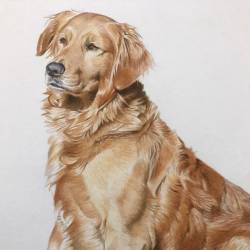 A watercolor painting of a Golden Retriever