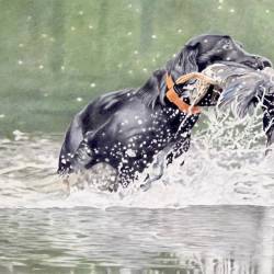 Watercolor painting of a Black Lab retrieving a duck.