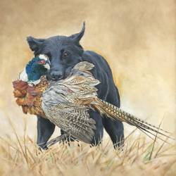 An oil painting of a Black Lab retrieving a pheasant.