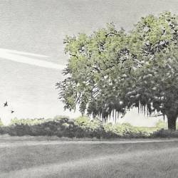 Graphite and watercolor landscape of a live ok tree and quail.