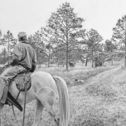 An original graphite drawing of a bird dog breaking at a field trial.