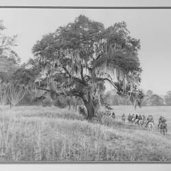 A graphite drawing of a Bird Dog Field Trial scene with horses and riders riding under a Live Oak.