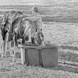 A graphite drawing of a horse getting water with its rider.
