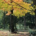 Bench under Maple Tree in October on Old Mission Peninsula.