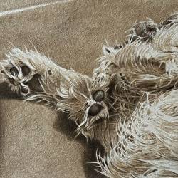 Graphite and sepia watercolor of a Border Terrier napping.