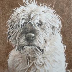 A graphite and sepia watercolor of a Border Terrier