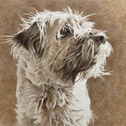 A graphite and sepia watercolor of a Border Terrier.