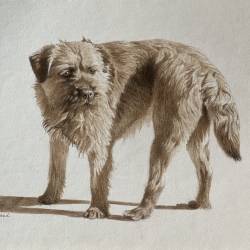 A graphite and sepia watercolor of a Border Terrier.