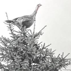 A graphite of a turkey perched on one of our pine trees.