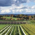 October View of a Vineyard on Old Mission Peninsula.