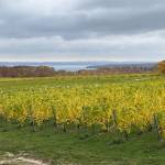 Vineyard on Old Mission Peninsula