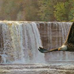 A painting of a Bald Eagle by Kim Diment